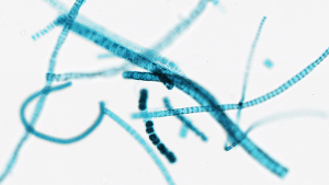 Ulothrix