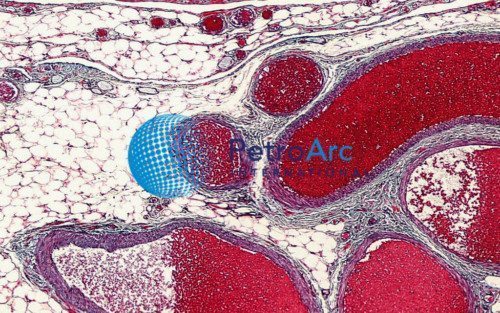 Baboon Spermatic Cord Gomori Trichrome 6um