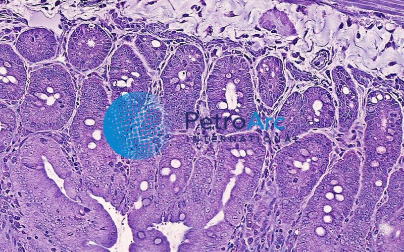 Human Duodenum, 400X TBO, 2um – PetroArc International