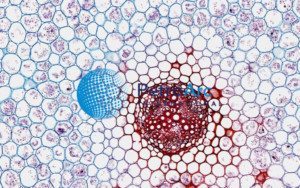 Typical Monocot and Dicot Roots